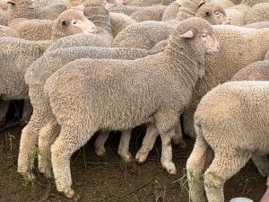 168 Merino Wether Suckers, Neales Flat SA - Agora Livestock listing 7NLIDOR