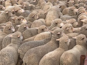 168 Merino Wether Suckers, Neales Flat SA - Agora Livestock listing 7NLIDOR