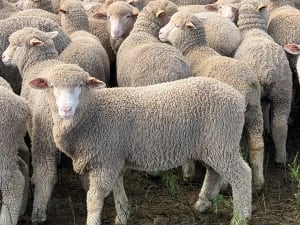 168 Merino Wether Suckers, Neales Flat SA - Agora Livestock listing 7NLIDOR
