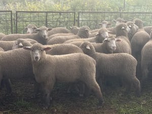 122 store lambs for auction, Mannum SA - Agora Livestock listing K2PCL2L
