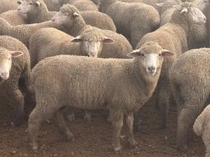 122 store lambs for auction, Mannum SA - Agora Livestock listing K2PCL2L