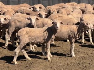131 Merino Wether Lambs, Ceduna SA - Agora Livestock listing Z0GBWGL