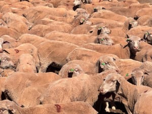488 Poll Merino Ewe Lambs, Rices Creek Blood, Neales Flat SA - Agora Livestock listing 01KA0G5