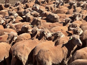 488 Poll Merino Ewe Lambs, Rices Creek Blood, Neales Flat SA - Agora Livestock listing 01KA0G5