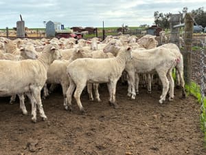 220 NSM/Unjoined Merino Ewe Lambs, Horsham VIC - Agora Livestock listing GDMILEP