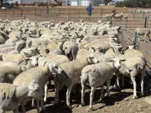 250 Purebred Kojack Ewe Lambs, Ready for the Ram, Kojonup WA - Agora Livestock listing NDPI2E1