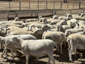 250 Purebred Kojack Ewe Lambs, Ready for the Ram, Kojonup WA - Agora Livestock listing NDPI2E1