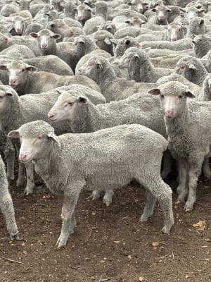 612 Purebred Merino Tech Wether Lambs, Store, Kojonup WA - Agora Livestock listing 7NLIDYN