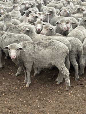 612 Purebred Merino Tech Wether Lambs, Store, Kojonup WA - Agora Livestock listing 7NLIDYN