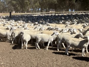 3000 Kojak Ultra White Ewe Lambs ( Nov delivery + terms ), Kojonup WA - Agora Livestock listing QVPILDN