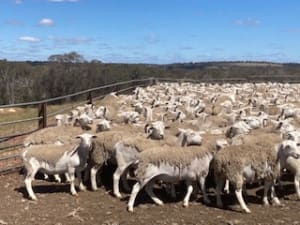 2000 Kojak Ewes, NSM/Unjoined ( 5.5 yo Oct Delivery+ terms ), Kojonup WA - Agora Livestock listing ER6I51X