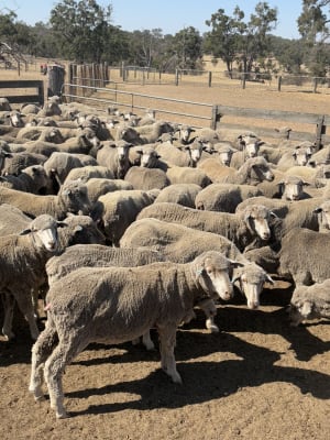 322 Purebred Merino Ewes, 17-18 Micron, Woodyarrup Blood, Kojonup WA - Agora Livestock listing R2PC224