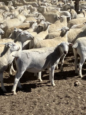 Genuine Ultra White/Kojak Replacement Ewe Lambs, Kojonup WA - Agora Livestock listing OKVINME