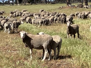 Classed-In Merino Ewes, 18Mic, 40% Multiples, Kojonup WA - Agora Livestock listing OKVI7O