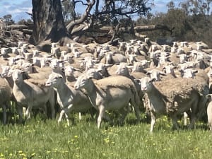 Highly Fertile Kojak / Ultra White Ewes, Ready to Join, Kojonup WA - Agora Livestock listing 2YXI3O