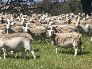 Highly Fertile Kojak / Ultra White Ewes, Ready to Join, Kojonup WA - Agora Livestock listing 2YXI3O