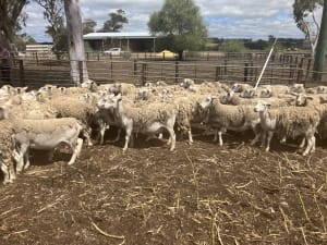 550 Purebred Kojak / Ultra White Breeding Ewes, Kojonup WA - Agora Livestock listing WWPIPE