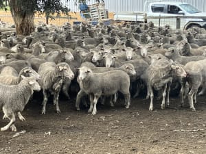 Sappy XBL Feeder Lambs with Shape, Curfewed & Weighed, Kojonup WA - Agora Livestock listing QVPIRK
