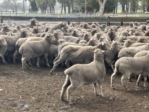 Sappy XBL Feeder Lambs with Shape, Curfewed & Weighed, Kojonup WA - Agora Livestock listing QVPIRK