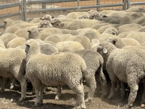 XB Lambs, ave 33.5kg, drenched & jetted, Kojonup WA - Agora Livestock listing 1N0ILQ