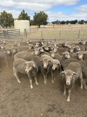 1.5YO Merino Ewes, 18 Micron Sunny Valley Bloodlines, Kojonup WA - Agora Livestock listing K2PC40