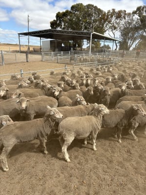 1.5YO Merino Ewes, 18 Micron Sunny Valley Bloodlines, Kojonup WA - Agora Livestock listing K2PC40