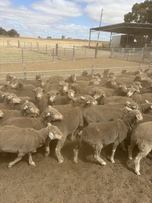 1.5YO Merino Ewes, 18 Micron Sunny Valley Bloodlines, Kojonup WA - Agora Livestock listing K2PC40