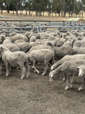 90 Purebred Merino Ewe Hoggets, Wattledale Bloodline, Kojonup WA - Agora Livestock listing 2YXIQQ3