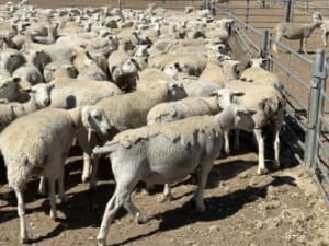 250 Purebred Kojack Ewe Lambs, Ready for the Ram, Kojonup WA - Agora Livestock listing NDPI2E1