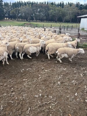 Purebred Kojak Hogget Ewes, Vendor Bred & Vaccinated, Kojonup WA - Agora Livestock listing VDPIEGK