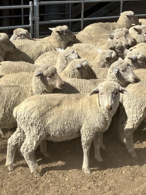 White Suffolk XBL Vendor Bred Store Lambs, 35-41kg, Kojonup WA - Agora Livestock listing R2PCOM
