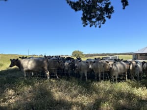Monterey Bloodline Cow & Calf Units, Quiet & LPA, Albany WA - Agora Livestock listing 2YXILO