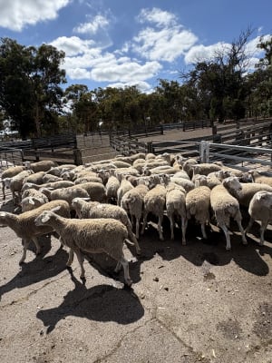 167 Crossbred Store Lambs, Mulesed & Weighed, Kojonup WA - Agora Livestock listing PZPI05Q