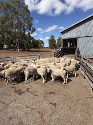 167 Crossbred Store Lambs, Mulesed & Weighed, Kojonup WA - Agora Livestock listing PZPI05Q