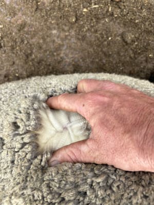 153 Purebred Merino Wether Lambs, Store, Vendor Bred, Kojonup WA - Agora Livestock listing QVPIKG5