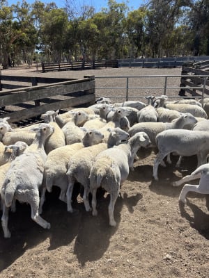 90 Purebred Kojak Store Wether Lambs, Vendor Bred, Kojonup WA - Agora Livestock listing 4Z6IWQ