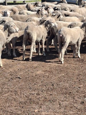 200 Purebred Merino Hogget Ewes, 20 Micron, Collinsville Blood, Great southern WA - Agora Livestock listing DVOID7K