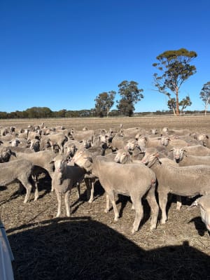 550 Lewisdale-Bred Young Merino Ewes, Large Framed, Great southern WA - Agora Livestock listing K2PCL3X