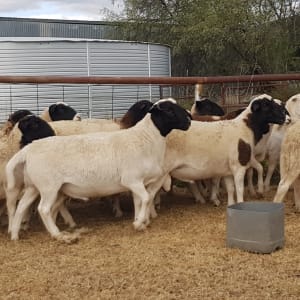 Purebred Dorper Rams, Station Bred to Merlin Studs, Duri NSW - Agora Livestock listing MKPILM
