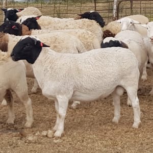 Purebred Dorper Rams, Station Bred to Merlin Studs, Duri NSW - Agora Livestock listing MKPILM