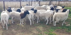Alveston 2022 Drop Purebred Dorper Future Breeders, Duri NSW - Agora Livestock listing Z0GBW5