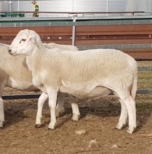 Purebred Australian White Rams, Grass-Fed Hoggets, Duri NSW - Agora Livestock listing QVPIVP