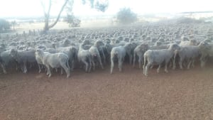 Purebred Merino Ewes PTIL to White Suffolk, Bowelling WA - Agora Livestock listing ER6IG7