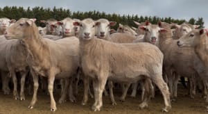 206 Purebred Composite/Merino NSM Mutton Ewes, Millicent SA - Agora Livestock listing 7NLID6K