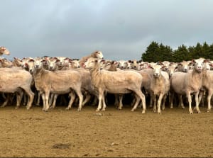 206 Purebred Composite/Merino NSM Mutton Ewes, Millicent SA - Agora Livestock listing 7NLID6K