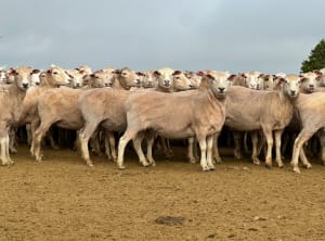 206 Purebred Composite/Merino NSM Mutton Ewes, Millicent SA - Agora Livestock listing 7NLID6K