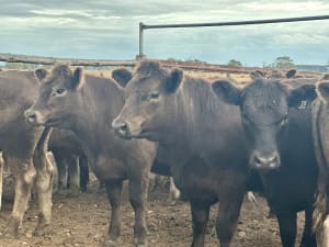 37 Crossbred Weaned Steers, 11-12 Months, Millicent SA - Agora Livestock listing Y4LU5GP