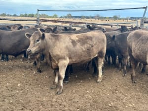 37 Crossbred Weaned Steers, 11-12 Months, Millicent SA - Agora Livestock listing Y4LU5GP