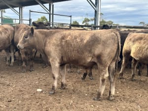 37 Crossbred Weaned Steers, 11-12 Months, Millicent SA - Agora Livestock listing Y4LU5GP