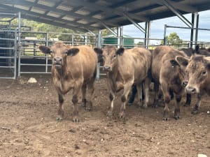 37 Crossbred Weaned Steers, 11-12 Months, Millicent SA - Agora Livestock listing Y4LU5GP